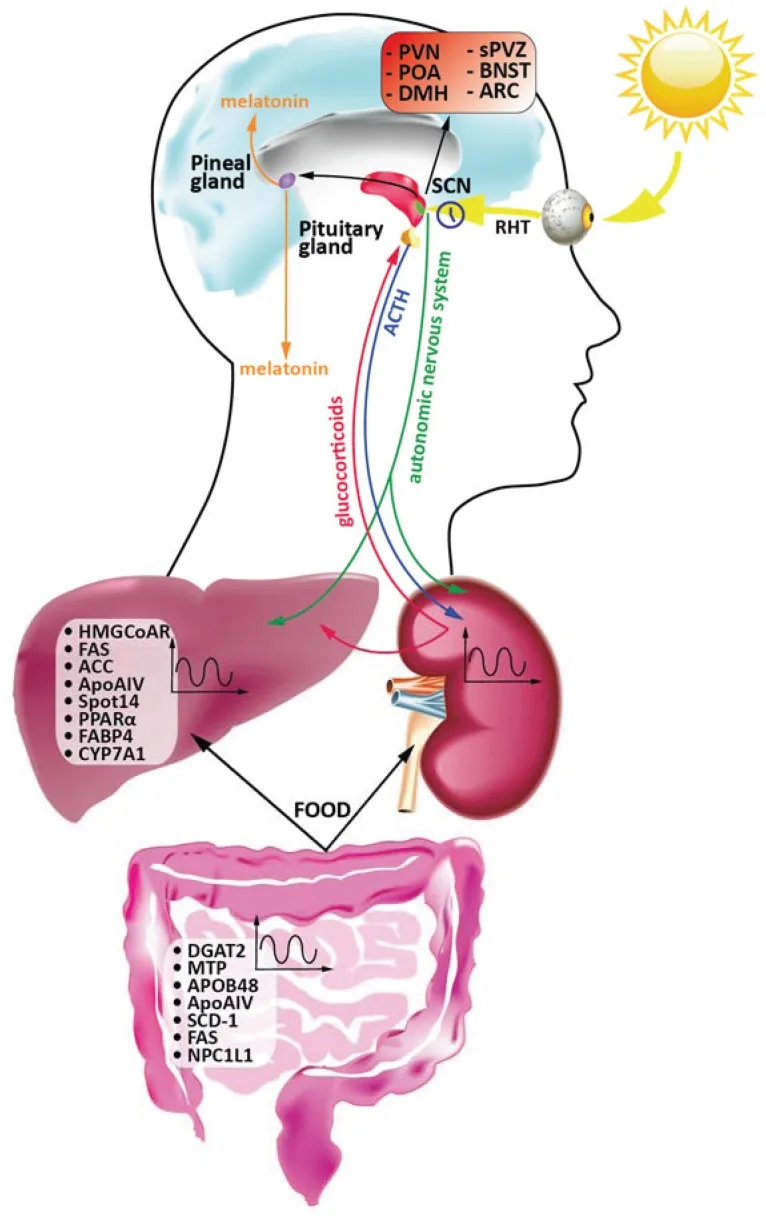 The Clock Inside Your Cells: How Circadian Biology Determines When Your Medication Works Best